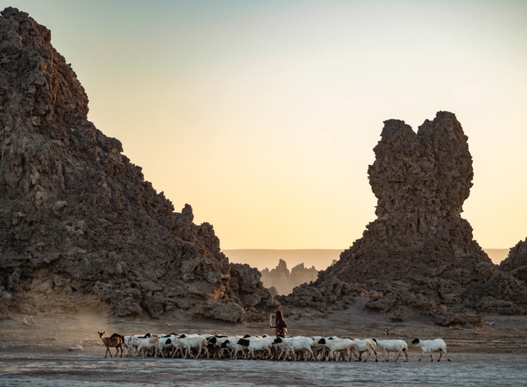désert troupeau